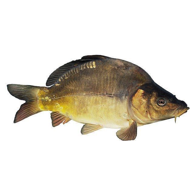 Karp
