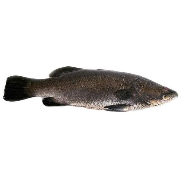 BARRAMUNDI