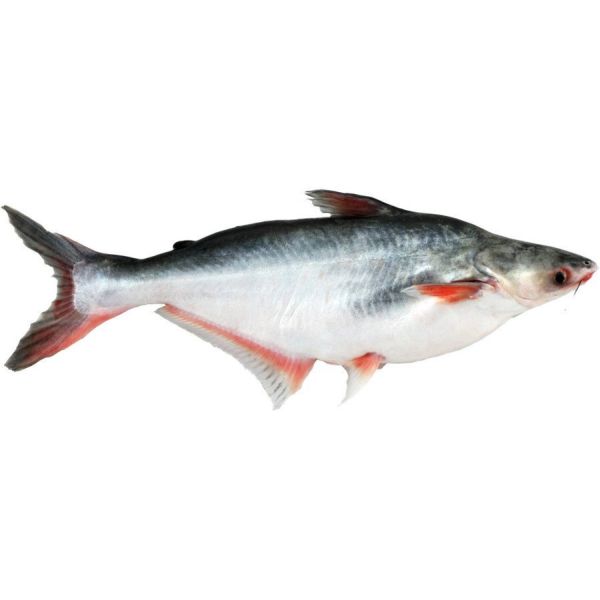 PANGA