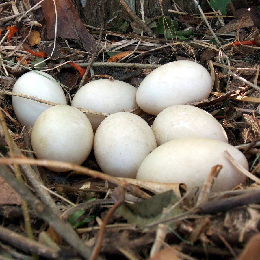 Jajka kacze